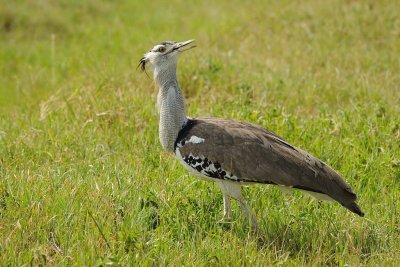 Tanzania 2010 445.jpg