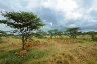 Tanzania 2010 1274.jpg