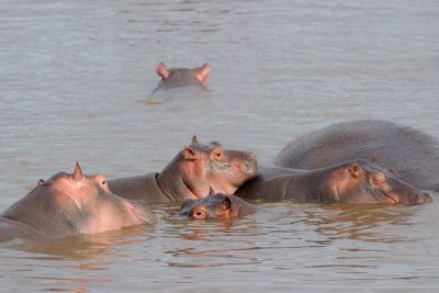 Tanzania 2010 1432.jpg