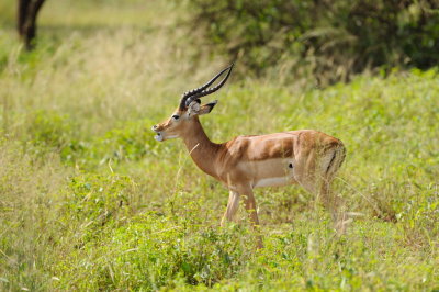 Tanzania 2010 1493.jpg