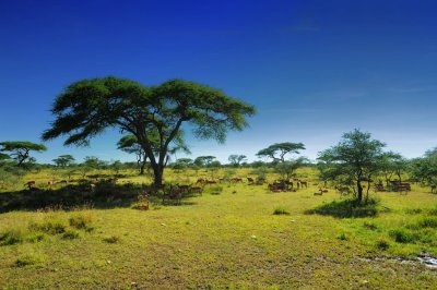 Tanzania 2010 1647.jpg