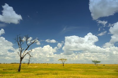 Tanzania 2010 1806.jpg