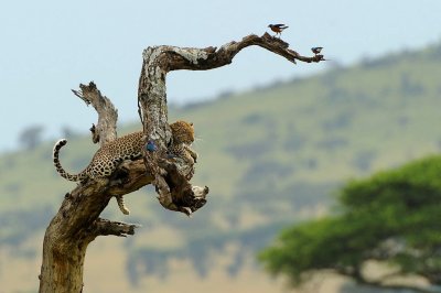 Tanzania 2010 2076.jpg