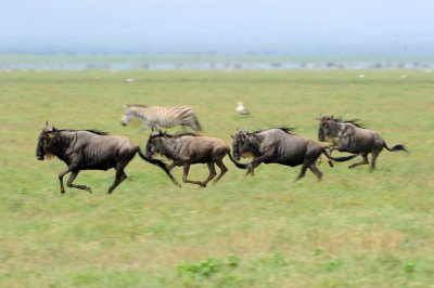 Tanzania 2010 2287.jpg