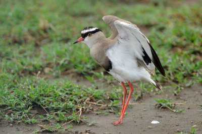 Tanzania 2010 2465.jpg