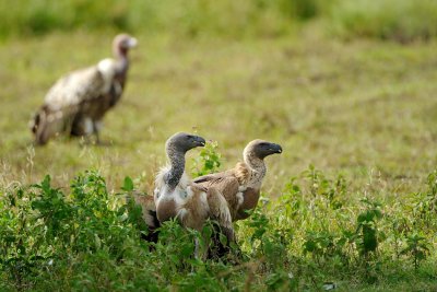 Tanzania 2010 2670.jpg