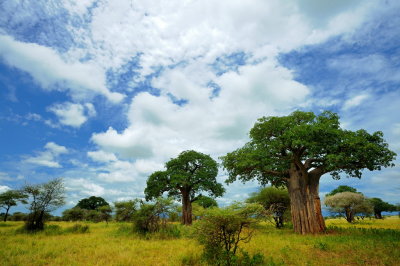 Tanzania 2010 2864.jpg