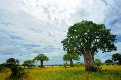 Tanzania 2010 2876.jpg