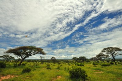 Tanzania 2010 2919.jpg