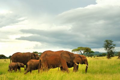 Tanzania 2010 3076.jpg
