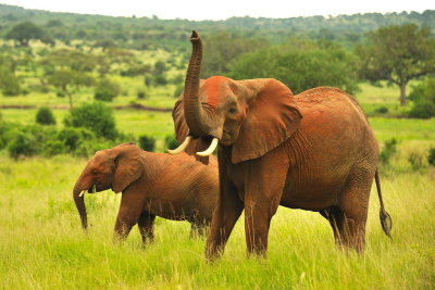 Tanzania 2010 3127.jpg