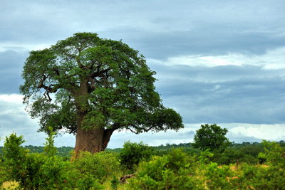 Tanzania 2010 3196.jpg