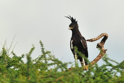 Tanzania 2010 0517.jpg