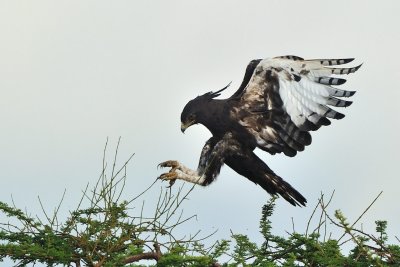 Tanzania 2010 0529.jpg