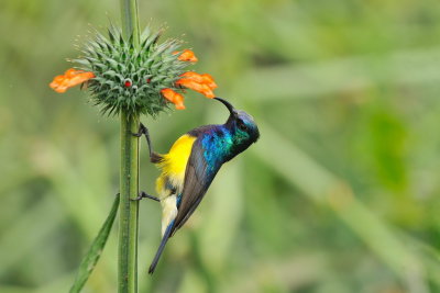 Tanzania 2010 0755.jpg