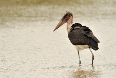 Tanzania 2010 0790.jpg