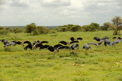 Tanzania 2010 0843.jpg