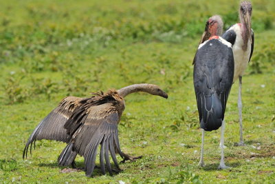 Tanzania 2010 0874.jpg