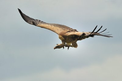 Tanzania 2010 0982.jpg