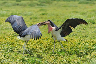 Tanzania 2010 1156.jpg