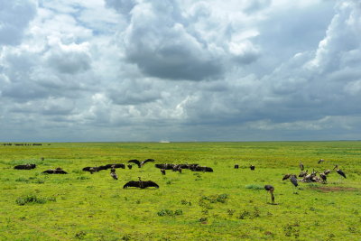 Tanzania 2010 1209.jpg