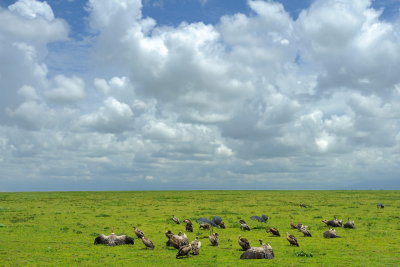 Tanzania 2010 1215.jpg