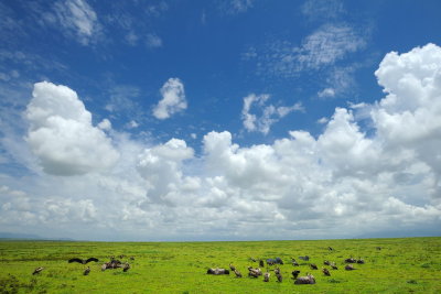 Tanzania 2010 1216.jpg