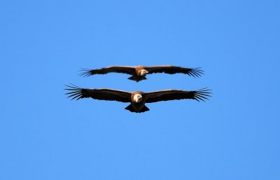DSC_9516.JPG