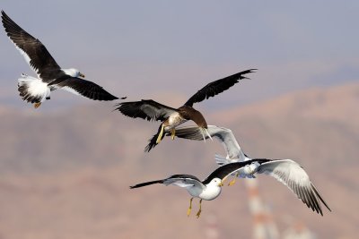 Brown Booby