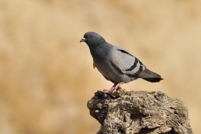 Rock Dove