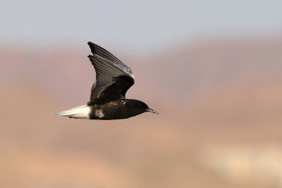 White winged Tern