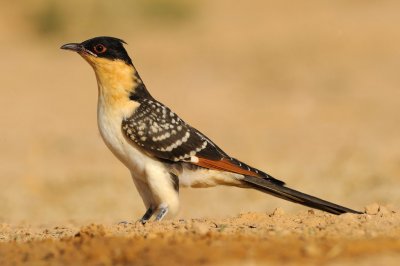 Great Spotted Cockoo