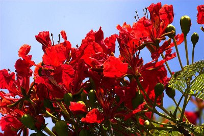 Poinciana in full glory