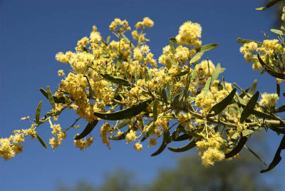 Prickly Wattle in blossom