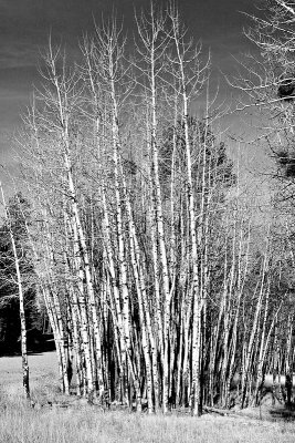 Aspen