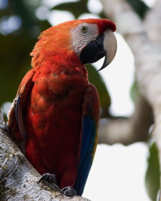 2009-01-01 9268 Macaw - Crop I.jpg