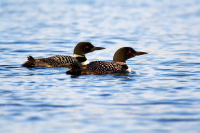 2007-8-22 8824 Loon Couple.jpg