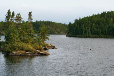 2007-8-22 8534 BWCA Lake with Loon.jpg