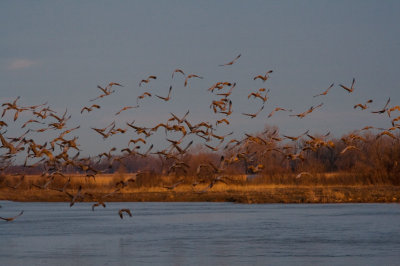 2008-3-22 2634 Crane Sunrise I.jpg