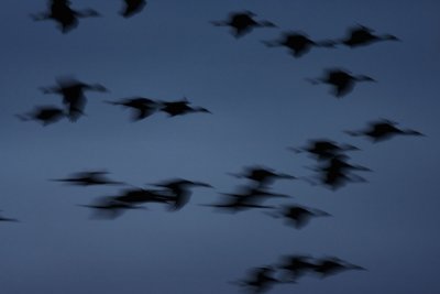 2008-3-22 5023 Crane Sweep - M.jpg