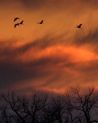 2008-3-22 4978 4979 Platte River Sunset II - Crop III.jpg