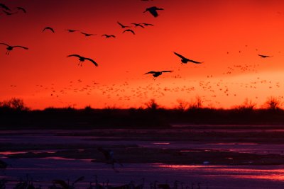 2008-3-21 3910 Crane Sunset VI .jpg