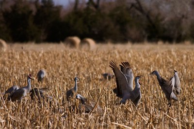 2008-3-22 4852 Crane Dance - Crop I.jpg