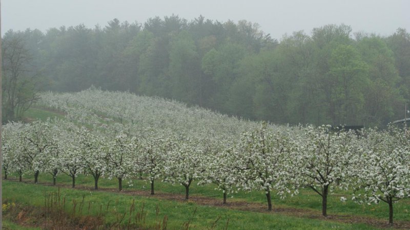 Apples in the making.JPG