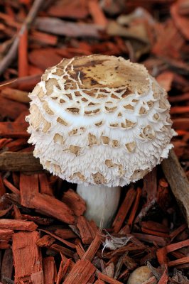 Mushrooms - Three Generations