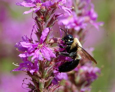 King Bees_20080824_034_Macro Shots.JPG