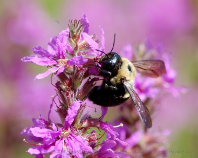 King Bees_20080824_035_Macro Shots.JPG