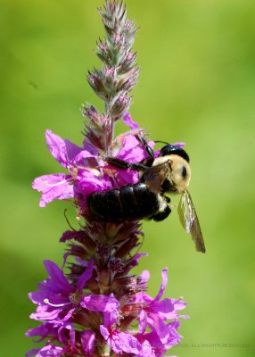 King Bees_20080824_054_Macro Shots.JPG