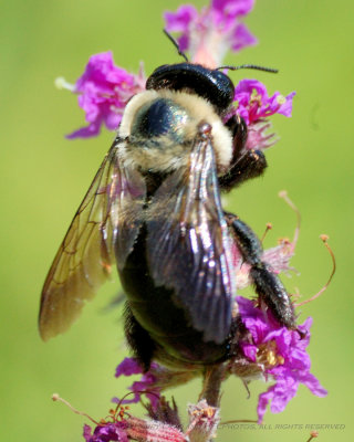 King Bees_20080824_061_Macro Shots.JPG