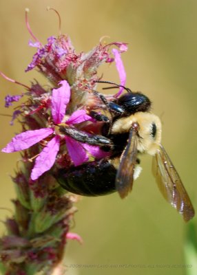 King Bees_20080824_094_Macro Shots.JPG